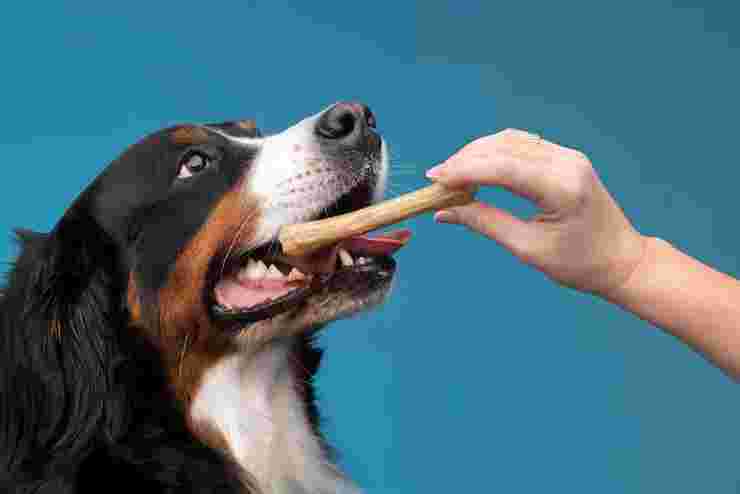 PET FOOD